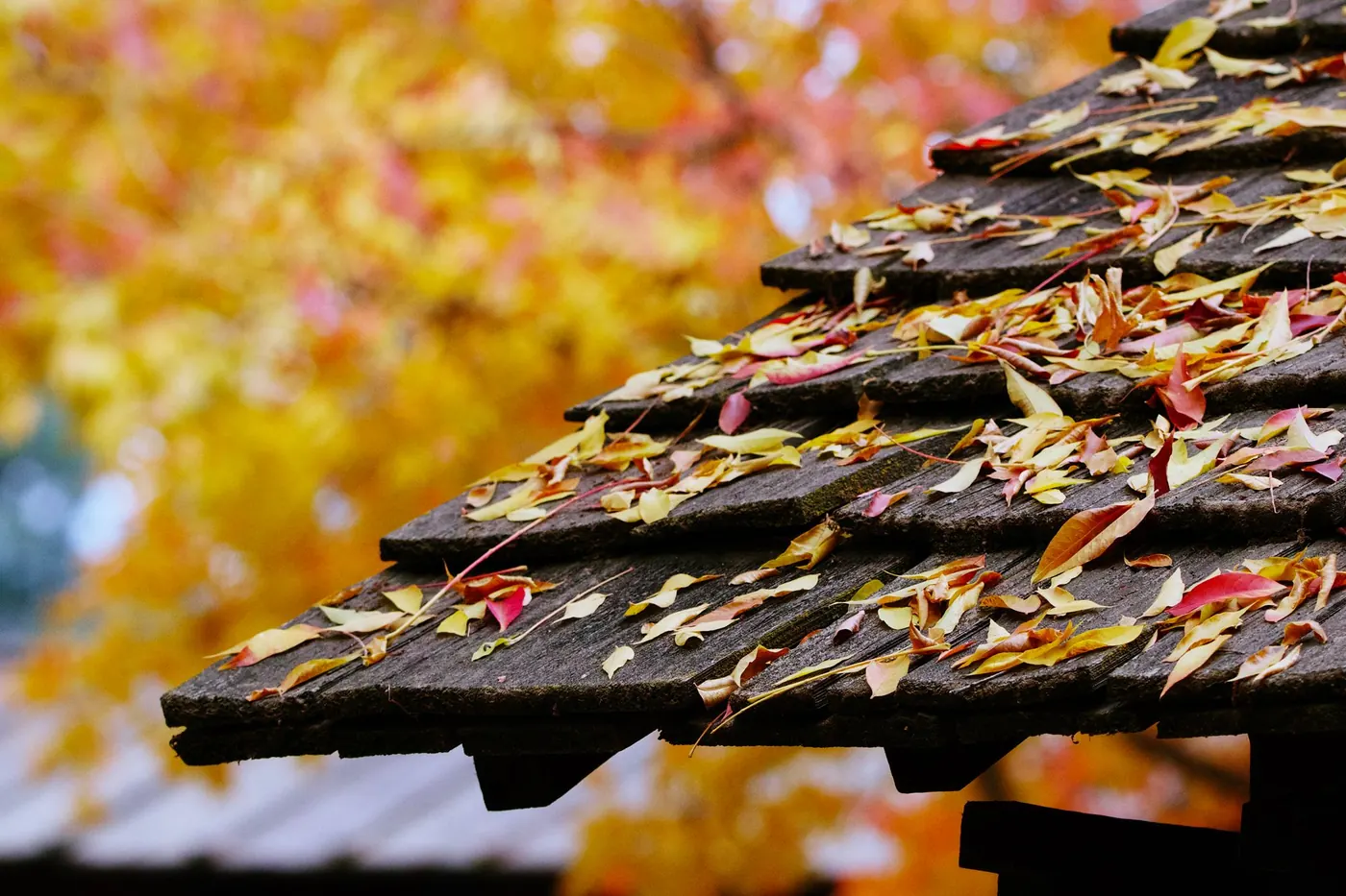 Colorful autumn leaves scattered across a weathered shingle roof